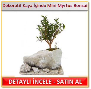 Dekoratif Kaya İçinde Mini Myrtus Bonsai